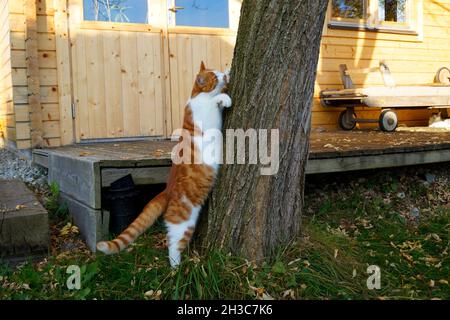 gatto graffiando i suoi artigli contro l'albero in una bella giornata di ottobre in un villaggio bavarese Foto Stock