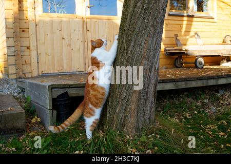 gatto graffiando i suoi artigli contro l'albero in una bella giornata di ottobre in un villaggio bavarese Foto Stock