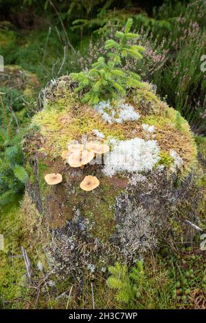 Vecchio ceppo di albero coperto di funghi e licheni - Queen Elizabeth Forest Park, Scozia, Regno Unito Foto Stock