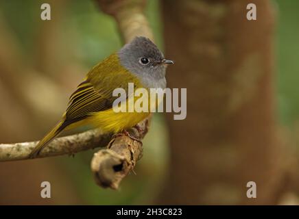 Canary-flycatcher (Culiciapa ceylonensis ceylonensis) adulto arroccato sul ramo Victoria Park, Nuwara Eliya, Sri Lanka Dic Foto Stock