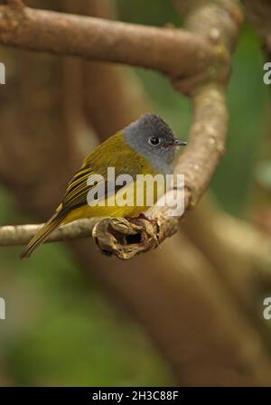 Canary-flycatcher (Culiciapa ceylonensis ceylonensis) adulto arroccato sul ramo Victoria Park, Nuwara Eliya, Sri Lanka Dic Foto Stock