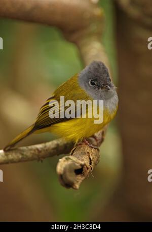 Canary-flycatcher (Culiciapa ceylonensis ceylonensis) adulto arroccato sul ramo Victoria Park, Nuwara Eliya, Sri Lanka Dic Foto Stock