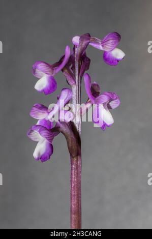 Bella orchidea selvaggia rara Anacamptis morio subsp. Champagneuxii. Valverde de Leganes, Estremadura, Spagna Foto Stock