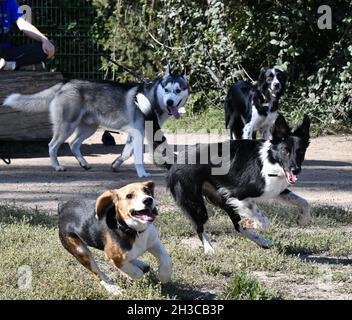 Cani che corrono nel parco (Siberian Husky, Beagle, Border Collie e Springer Spaniel) Foto Stock