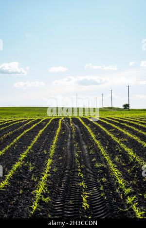 File di germogli di mais che iniziano a crescere. Giovani piantine di mais che crescono in un terreno fertile. Un campo agricolo su cui crescere mais giovane. Rurale Foto Stock