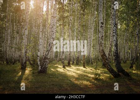 Tronchi bianchi di betulla. Foresta russa. Paesaggio estivo Foto Stock