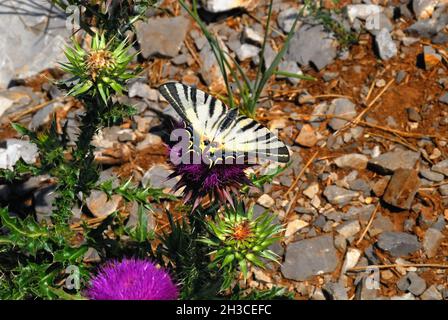 Il Carso sloveno, un machaon Papilio. Foto Stock