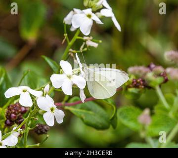 Piccola farfalla bianca Pieris rapae su fiore bianco Foto Stock