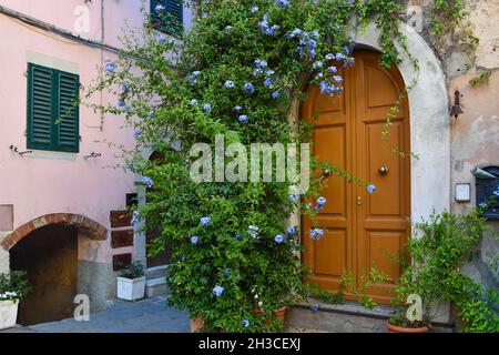 Un pittoresco angolo del borgo medievale di Castagneto Carducci con una pianta fiorente di plumbago sulla facciata di una vecchia casa, Livorno, Toscana Foto Stock