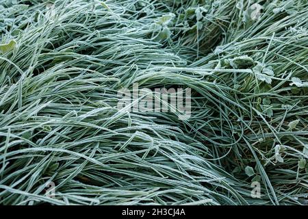 Vista dall'alto di lunghi steli di erba ricoperti di gelo bianco. Ghiaccio cristalli su erba che si formano quando la temperatura scende. Erba ricoperta di rime mattutina in autunno. Foto Stock