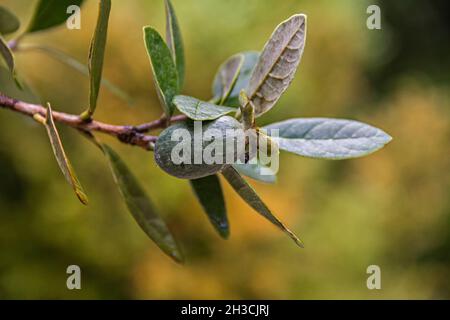 Primo piano di un albero di feijoa umido con frutti di feijoa verdi maturi e foglie dopo la pioggia Foto Stock