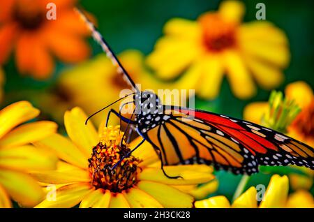 Una farfalla monarca (Danaus plexippus) si nutre di una zinnia strisciante (Zinnia angustifolia) durante la migrazione in caduta, 23 ottobre 2021, a Fairhope, Alabama. Foto Stock