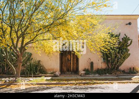 Un albero con fiore giallo tende una casa in adobe con una grande porta in legno a Barrio Viejo, Tucson, AZ Foto Stock