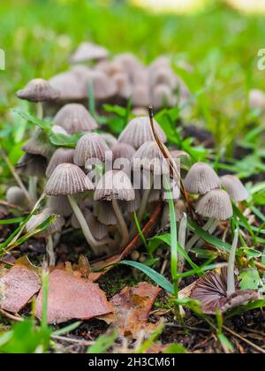 Allucinogenico Psilocibe semilanceata, fungo magico comune nella famiglia Hymenogastraceae, trovato in molti luoghi del mondo. Funghi Liberty Cap. Foto Stock