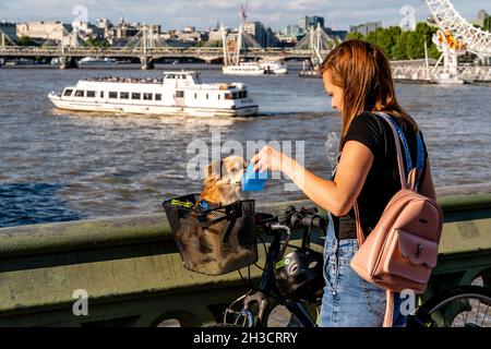 Una giovane donna dà al suo cane un po’ d’acqua in un giorno estivo caldo, Westminster Bridge, Londra, Regno Unito. Foto Stock