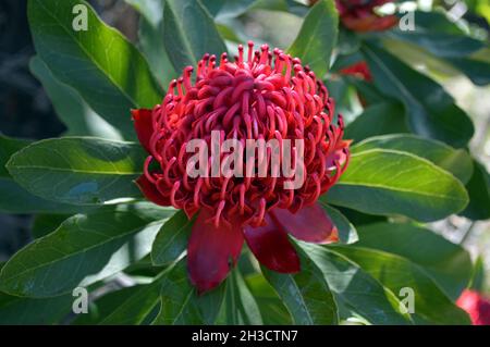 Primo piano di un fiore di waratah nelle Blue Mountains dell'Australia Foto Stock