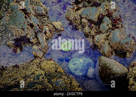 Un anemone di mare verde in una piscina di marea attende la nuova marea come rotola dentro Foto Stock