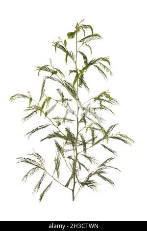 Ramo di Acacia dealbata, isolato su sfondo bianco. Foto Stock