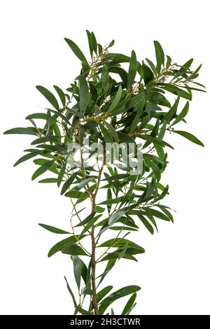 Acacia Melanoxylon o Acacia Penninervis, verde scuro, foglie strette e piccoli, palla-come, giallastro fiori bianchi. Isolato su sfondo bianco. Foto Stock