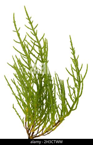 Fresca samphire palude costiera con piante vivaci gli steli verdi e un croccante di gusto salato isolato su uno sfondo bianco Foto Stock