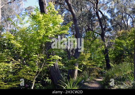 Un boschetto di acero nel giardino Foto Stock