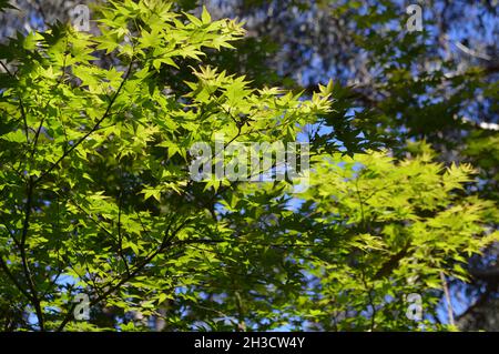 Un boschetto di acero nel giardino Foto Stock