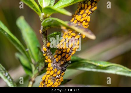 Afidi di oleandro (Aphis nerii). Raleigh, Carolina del Nord. Foto Stock