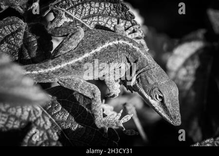 Scala di grigi di un curioso Carolina Anole (Anolis carolinensis). Raleigh, Carolina del Nord. Foto Stock