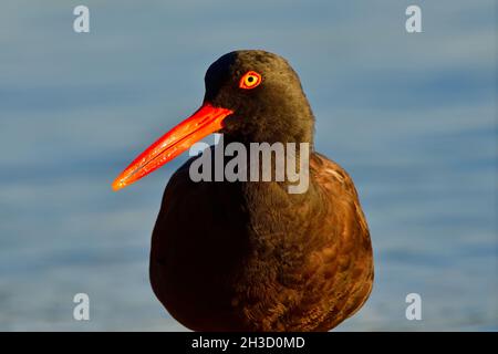 Un'immagine ritratto di uno shorebird Oystercatcher nero (Haematopus bachmani) nella luce del mattino presto che si stagiona sulla riva dell'Isola di Vancouver Foto Stock