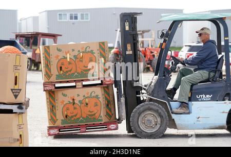 Maryland Heights, Stati Uniti. 27 ottobre 2021. Il proprietario Daryl Thies utilizza un carrello elevatore a forche per spostare le scatole piene di zucche presso la Ties Farm e Greenhouses durante le esposizioni di Halloween, in Maryland Heights, Missouri mercoledì 27 ottobre 2021. Foto di Bill Greenblatt/UPI Credit: UPI/Alamy Live News Foto Stock