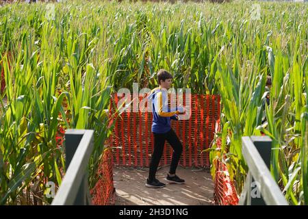 Maryland Heights, Stati Uniti. 27 ottobre 2021. Un bambino corre attraverso il labirinto di mais alla ricerca dell'uscita alla Ties Farm e Greenhouses durante Halloween Display, in Maryland Heights, Missouri mercoledì 27 ottobre 2021. Foto di Bill Greenblatt/UPI Credit: UPI/Alamy Live News Foto Stock