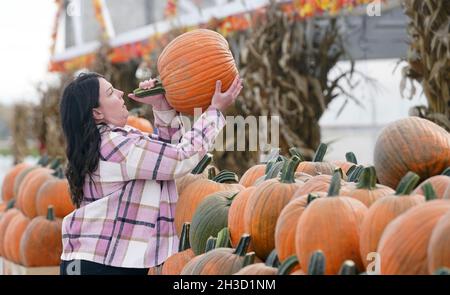 Maryland Heights, Stati Uniti. 27 ottobre 2021. Natalie Freiberger seleziona una zucca grande alla Ties Farm e Greenhouses durante Halloween Displays, in Maryland Heights, Missouri mercoledì 27 ottobre 2021. Foto di Bill Greenblatt/UPI Credit: UPI/Alamy Live News Foto Stock