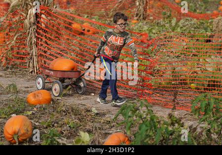 Maryland Heights, Stati Uniti. 27 ottobre 2021. David Carrigan (7) tira un carro attraverso la toppa di zucca con le sue selezioni alla Ties Farm e Greenhouses durante Halloween Displays, in Maryland Heights, Missouri mercoledì 27 ottobre 2021. Foto di Bill Greenblatt/UPI Credit: UPI/Alamy Live News Foto Stock