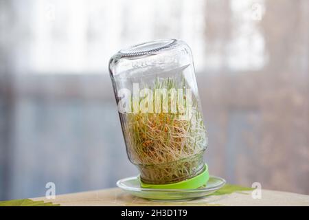 Grano germogliato giovane in un vaso di vetro su un buio con le orecchie di grano casa Foto Stock