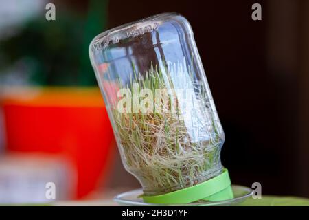 Grano germogliato giovane in un vaso di vetro su un buio con le orecchie di grano casa Foto Stock