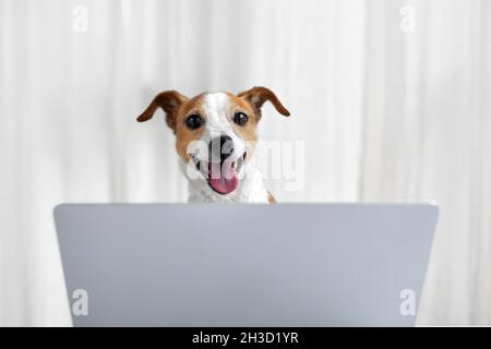 Simpatico e divertente Jack Russell Terrier cane con viso felice vicino a un laptop aperto contro tendaggi bianchi in studio Foto Stock