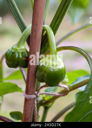 Da vicino a campane di paprika che crescono su piante di paprika Foto Stock