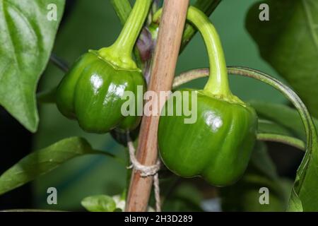 Da vicino a campane di paprika che crescono su piante di paprika Foto Stock