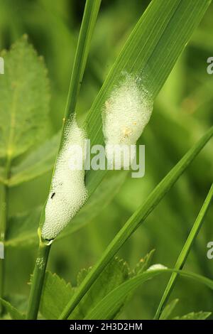 Spittlebug (Philaenus spumarius) ninfa Foto Stock