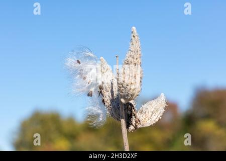 Semi comuni di munghie (Asclepias syriaca) che soffiano nel vento in Iowa nel mese di ottobre Foto Stock