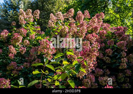 Hydrangea paniculata Diamante Rosa, Hydrangeaceae, fine estate fiori rosa. Foto Stock