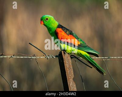 Pappagallo maschio ad alare rossa, Aprosmictus eritrypterus, arroccato su una recinzione in terreno agricolo nella regione dell'Australia. Foto Stock