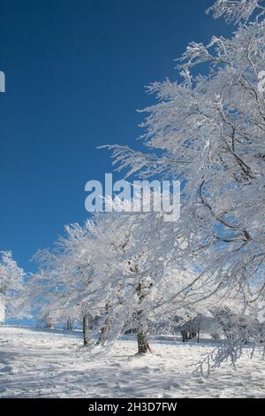 Inverno alberi paesaggio coperto di neve bianca con cielo blu Foto Stock