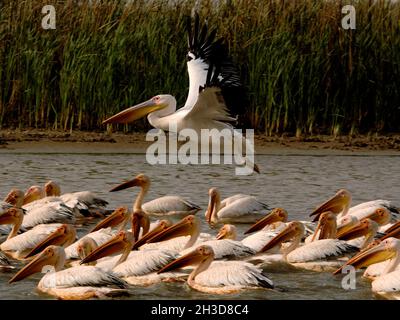 SENEGAL. REGIONE DI SAINT LOUIS. RISERVA NAZIONALE DI DJOUDJ, IL PARCO BIRD SANCTUARY È ISTITUITO DAL 1971. QUESTO È IL TERZO PARCO DI UCCELLI NEL WORL Foto Stock