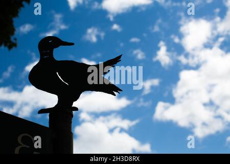 Paletta meteo anatra al Lake House, Daylesford, Australia Foto Stock