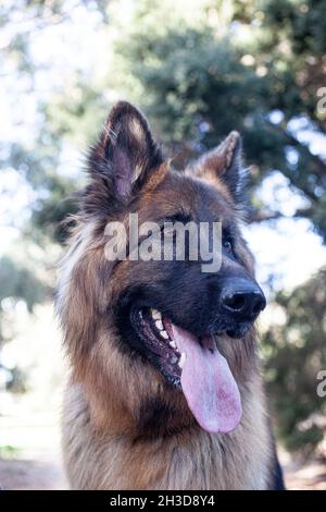 Pastore tedesco al parco Foto Stock