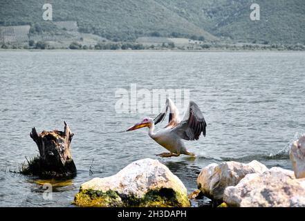 Enorme pellicano o cicogna scattato foto in golyazi (lago uluabat) a Bursa poco prima del suo atterraggio sul pezzo di un albero che rimane all'interno dell'acqua dietro Foto Stock