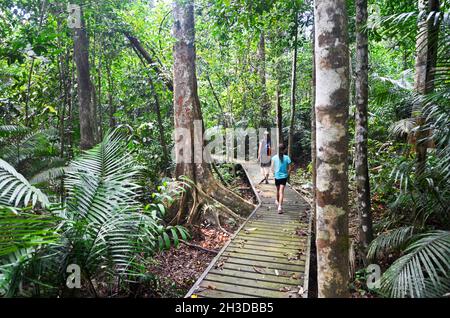 I turisti in una passeggiata attraverso la giungla di Taman Negara National Park, Malaysia Foto Stock