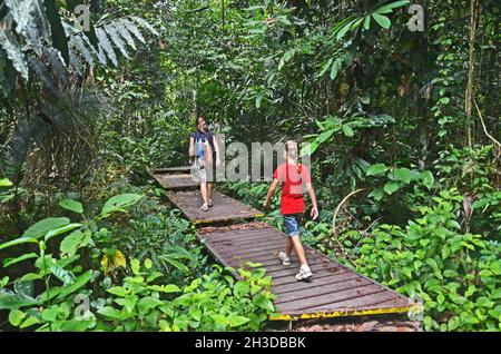 I turisti in una passeggiata attraverso la giungla di Taman Negara National Park, Malaysia Foto Stock