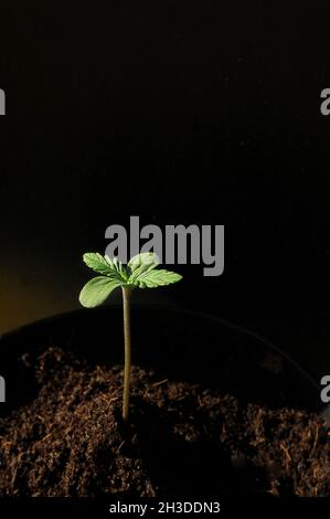 La cannabis germogliava da vicino isolato in background. Giovane marijuana fresca. La canapa del bambino con le foglie piccole cresce in terra di cocco, la disposizione piatta. Microfono Foto Stock